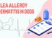 Flea Allergy Dermatitis In Dogs