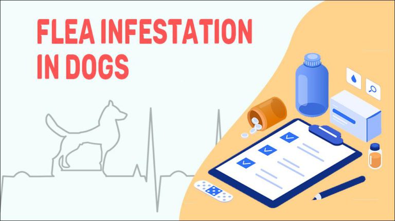 Flea Infestation In Dogs - Treatment & Prevention - Petmoo
