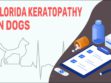 Florida Keratopathy In Dogs