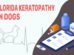 Florida Keratopathy In Dogs
