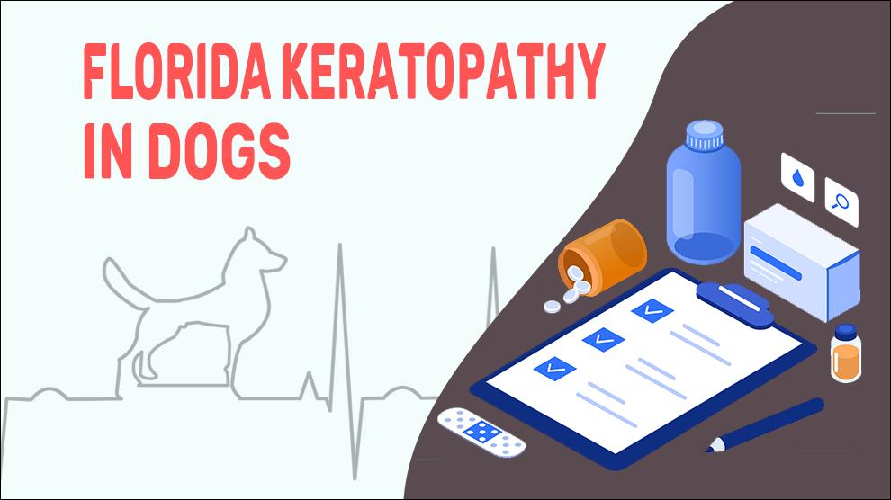 Florida Keratopathy In Dogs