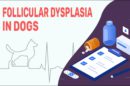 Follicular Dysplasia In Dogs