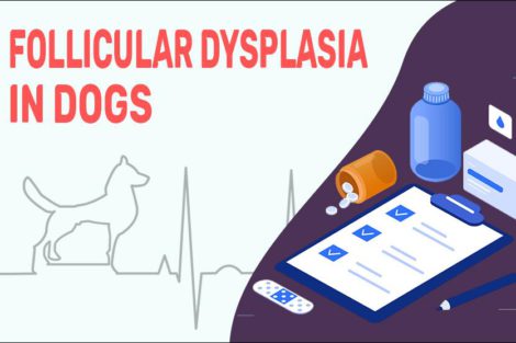 Follicular Dysplasia In Dogs