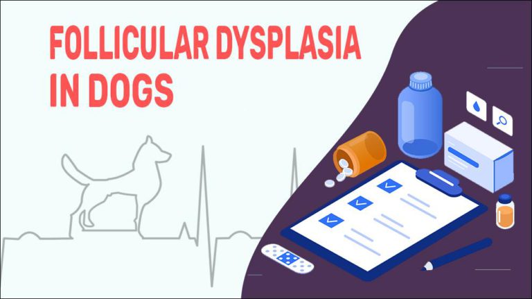 3. Follicular Dysplasia in Blue Dobermans - wide 9