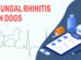 Fungal Rhinitis In Dogs