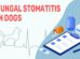 Fungal Stomatitis In Dogs