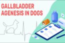 Gallbladder Agenesis In Dogs