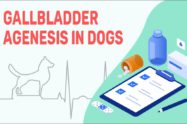 Gallbladder Agenesis In Dogs
