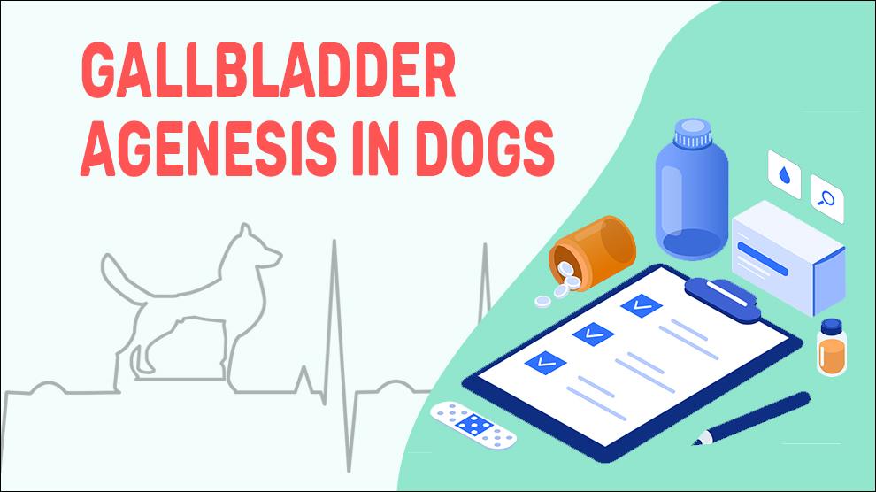 Gallbladder Agenesis In Dogs