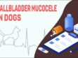 Gallbladder Mucocele In Dogs