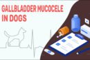 Gallbladder Mucocele In Dogs