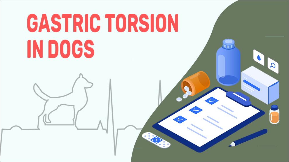 Gastric Torsion In Dogs