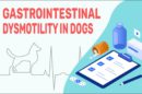 Gastrointestinal Dysmotility In Dogs