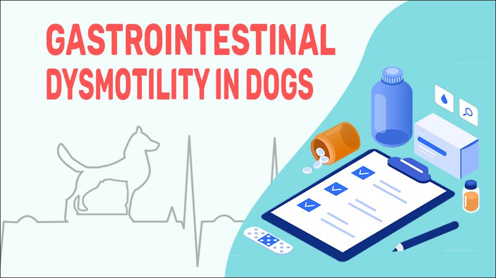 Gastrointestinal Dysmotility In Dogs