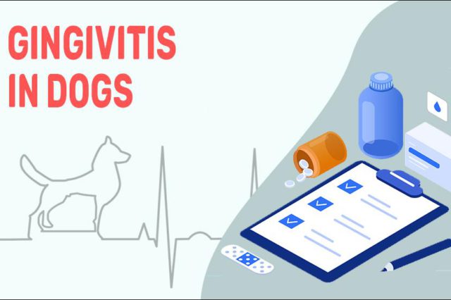 Gingivitis In Dogs