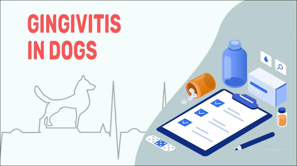 Gingivitis In Dogs