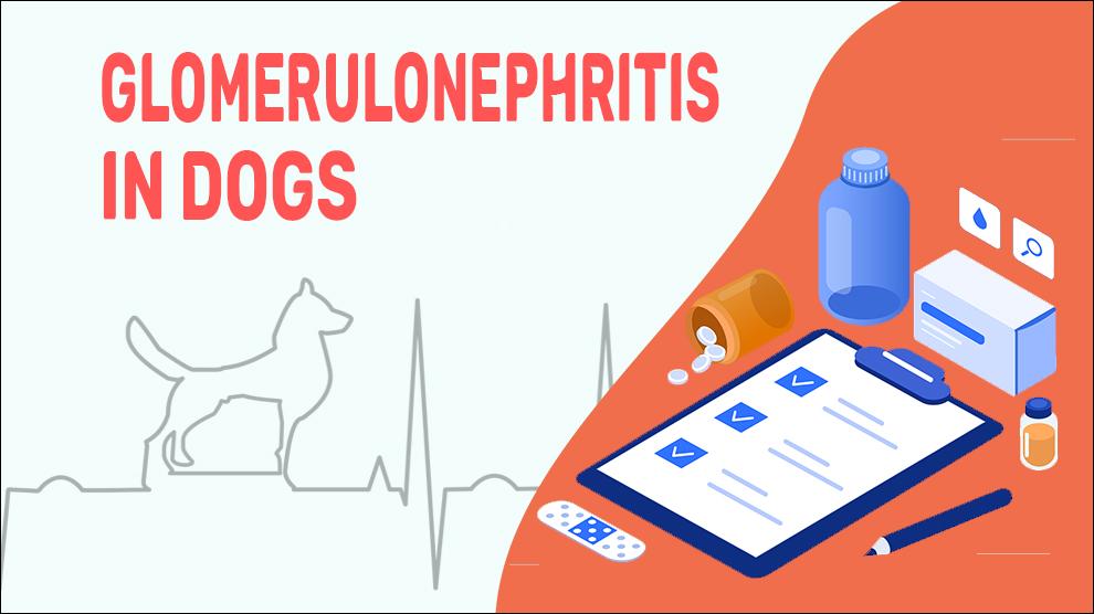 Glomerulonephritis Bij Honden