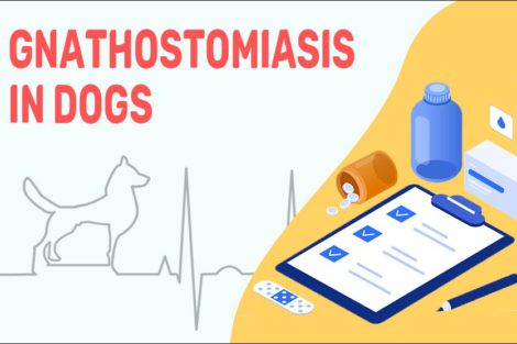 Gnathostomiasis In Dogs
