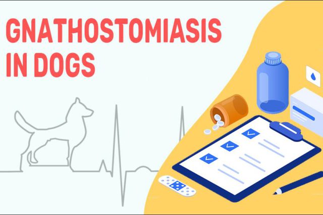 Gnathostomiasis In Dogs