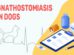 Gnathostomiasis In Dogs