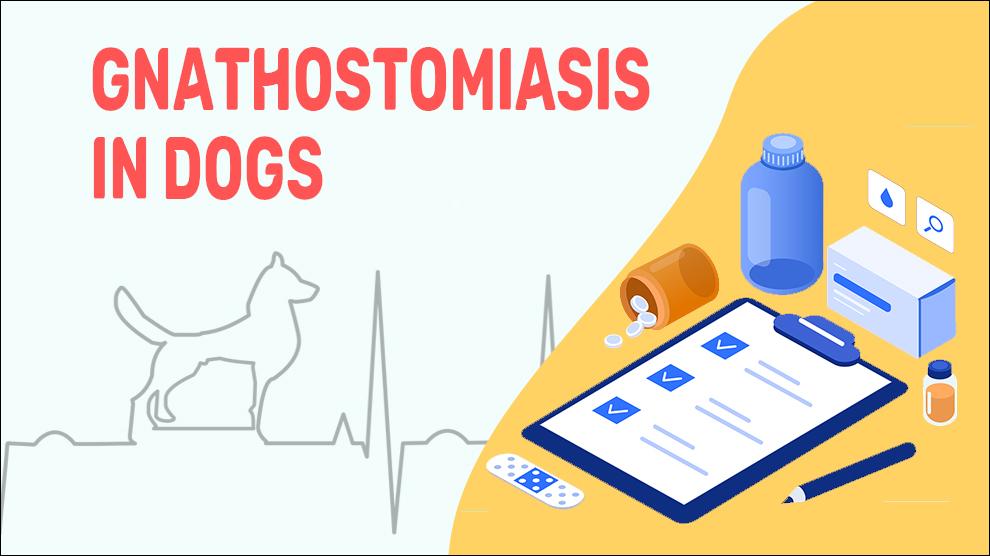 Gnathostomiasis In Dogs