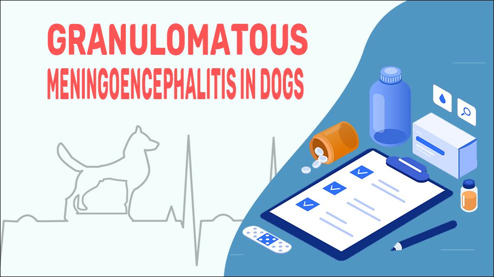 Granulomateuze Meningoencephalitis Bij Honden