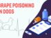 Grape Poisoning In Dogs
