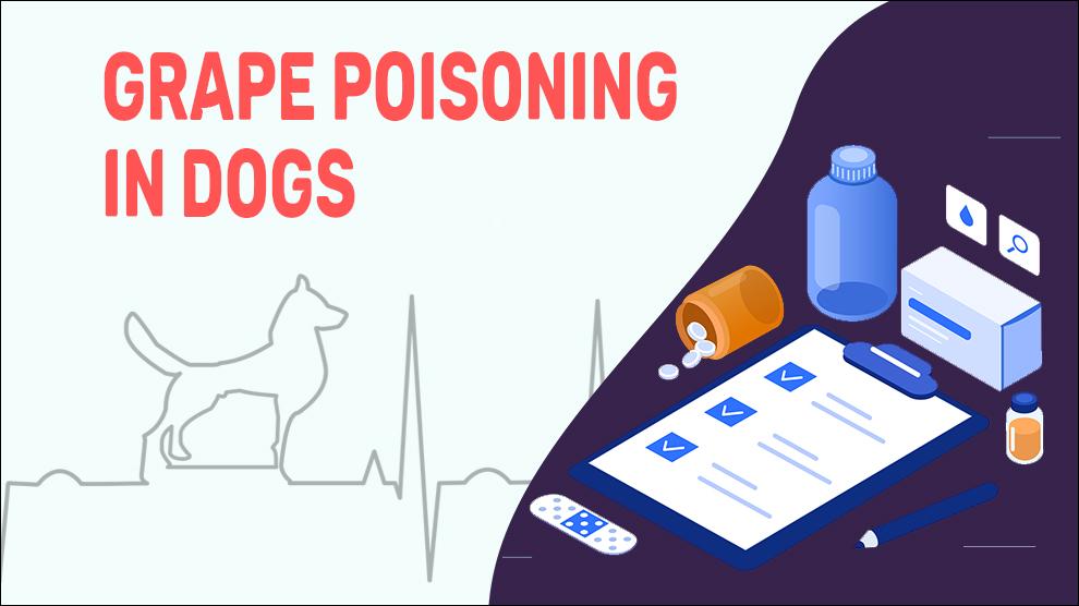 Grape Poisoning In Dogs