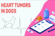 Heart Tumors In Dogs