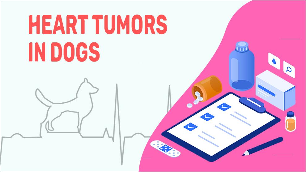 Heart Tumors In Dogs