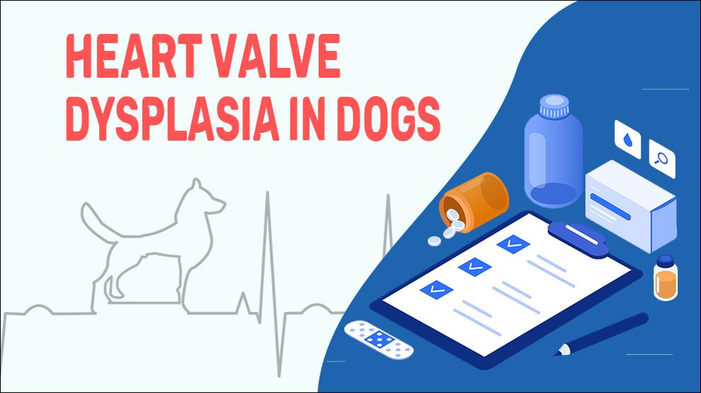 Heart Valve Dysplasia In Dogs