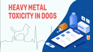 Heavy Metal Toxicity In Dogs