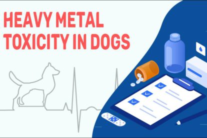 Heavy Metal Toxicity In Dogs