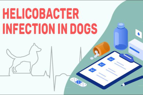 Helicobacter Infection In Dogs