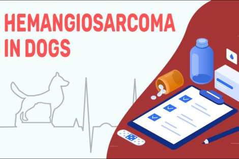 Hemangiosarcoma In Dogs