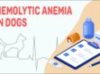 Hemolytic Anemia In Dogs