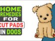 Home Remedies For Cut Pads In Dogs