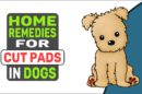 Home Remedies For Cut Pads In Dogs