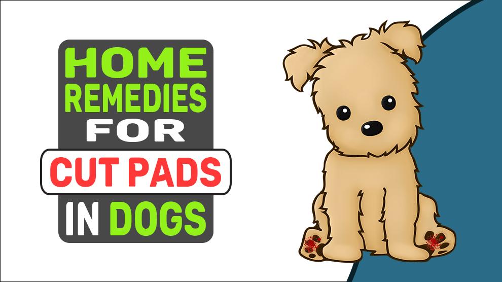 Home Remedies For Cut Pads In Dogs