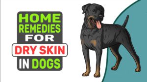 Home Remedies For Dry Skin In Dogs