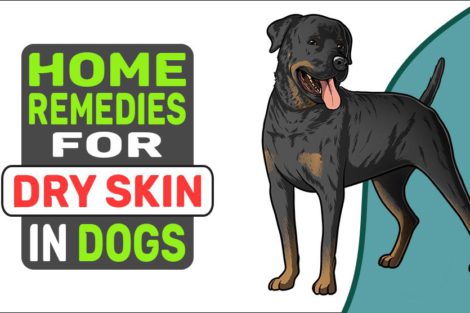 Home Remedies For Dry Skin In Dogs
