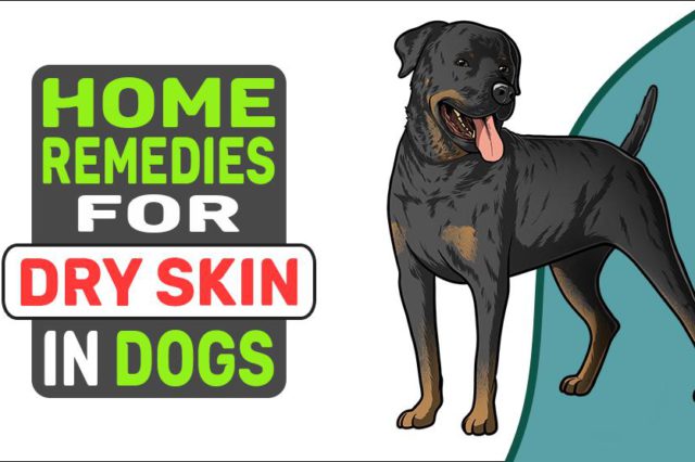 Home Remedies For Dry Skin In Dogs