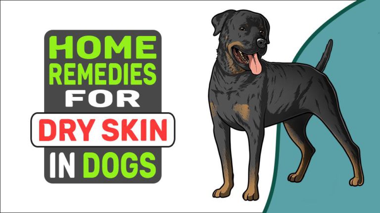 Home Remedies For Dry Skin In Dogs Petmoo