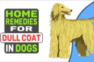 Home Remedies For Dull Coat In Dogs