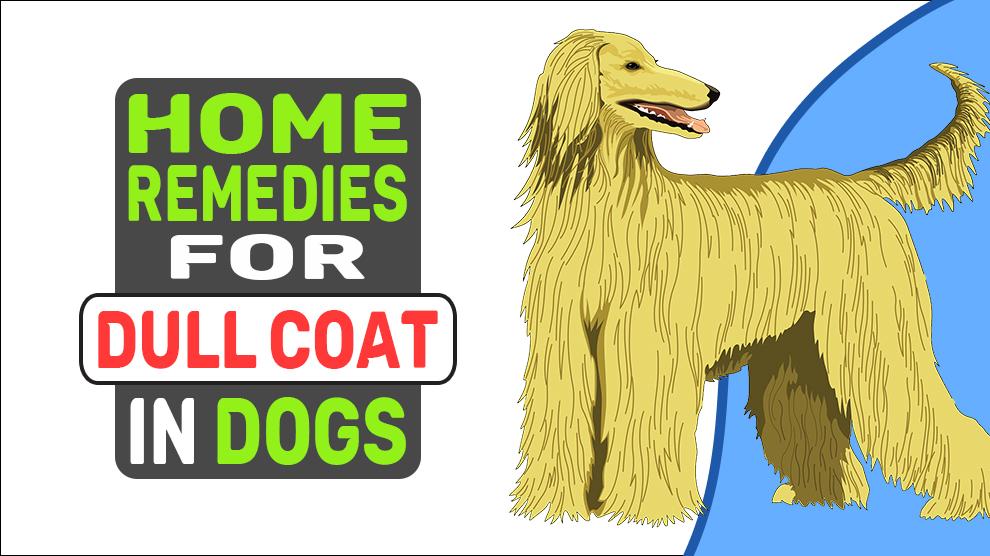 Home Remedies For Dull Coat In Dogs