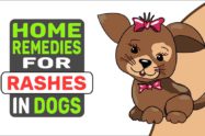 Home Remedies For Rashes In Dogs