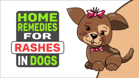 Home Remedies For Rashes In Dogs