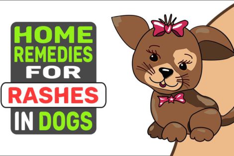 Home Remedies For Rashes In Dogs