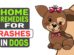 Home Remedies For Rashes In Dogs