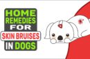 Home Remedies For Skin Bruises In Dogs